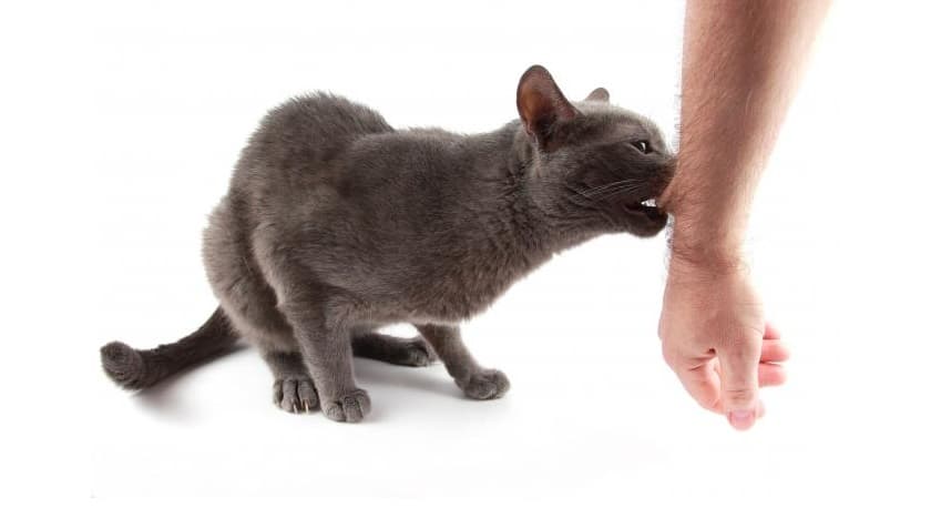 kedi ısırığı