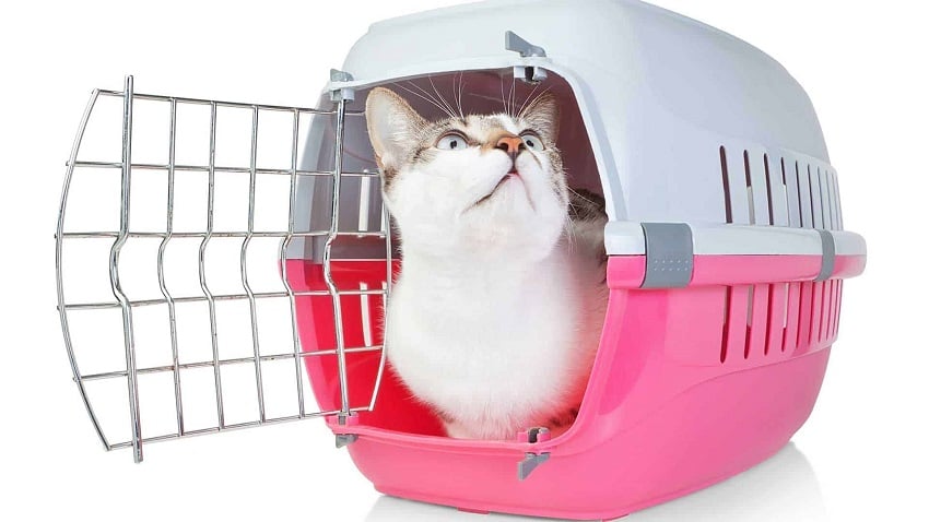 Kedi Kafesi