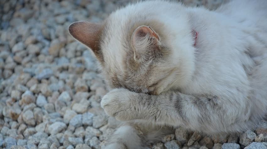 kedi kumu