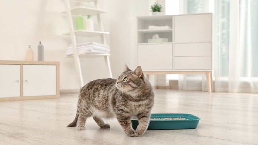 kedi kumu nasıl olmalı