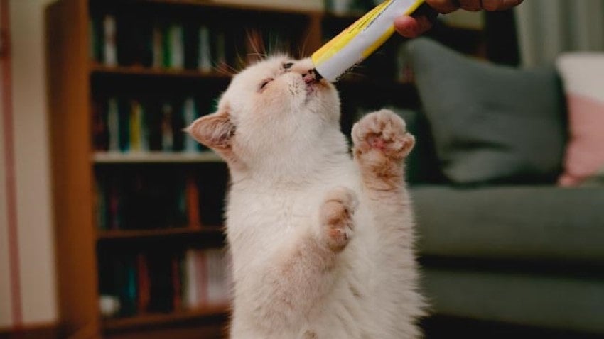 kedi maltı