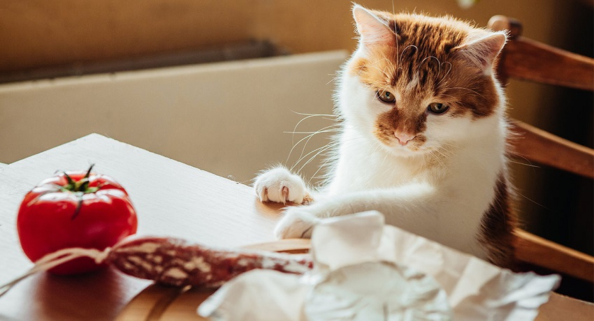 kedi maması seçerken