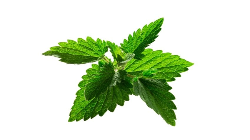 catnip