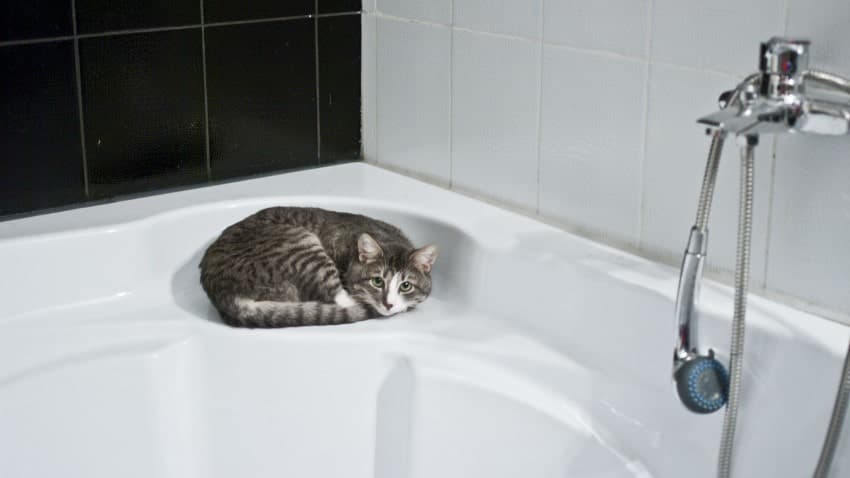 kedi nasıl yıkanır