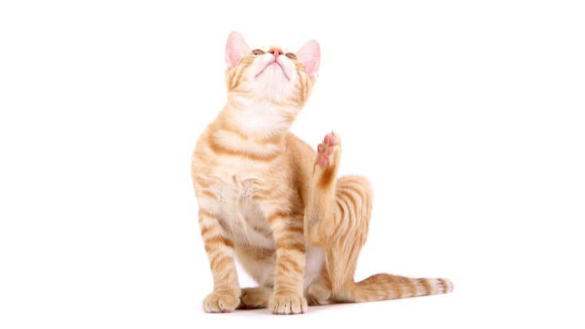 Kedi Piresi İnsana Geçer Mi?