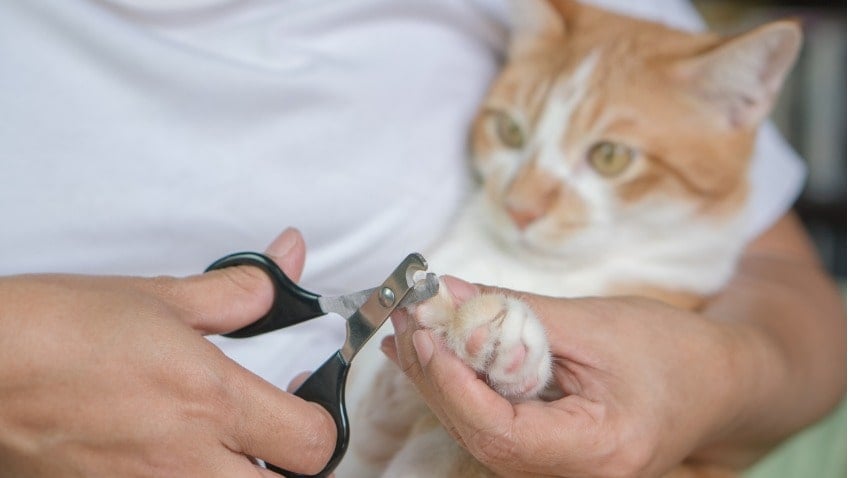 Kedi Tırnağı Nasıl Kesilir?