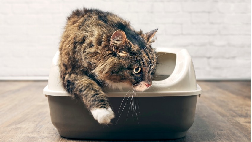 kedi tuvaleti