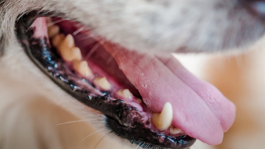 Köpekler Hakkında, Kediler Hakkında