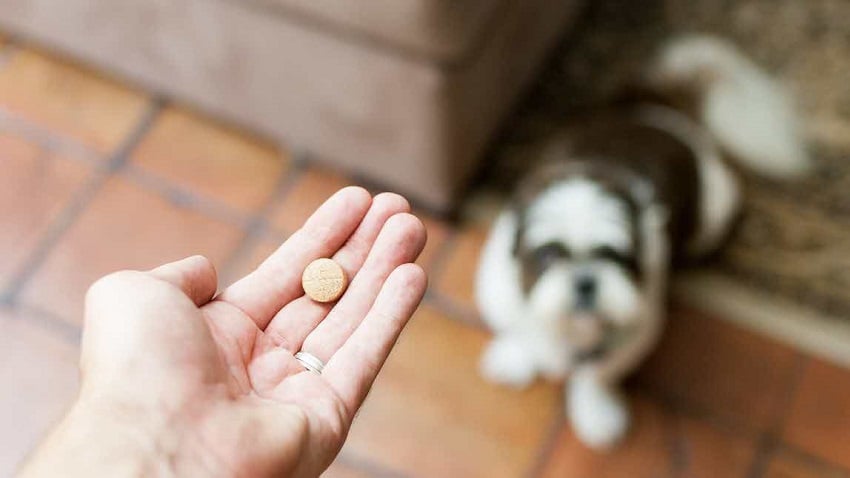 Köpekler Hakkında, Kediler Hakkında