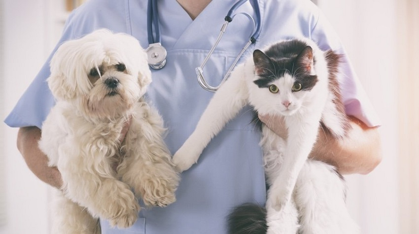 Kediler ve köpekler hakkında