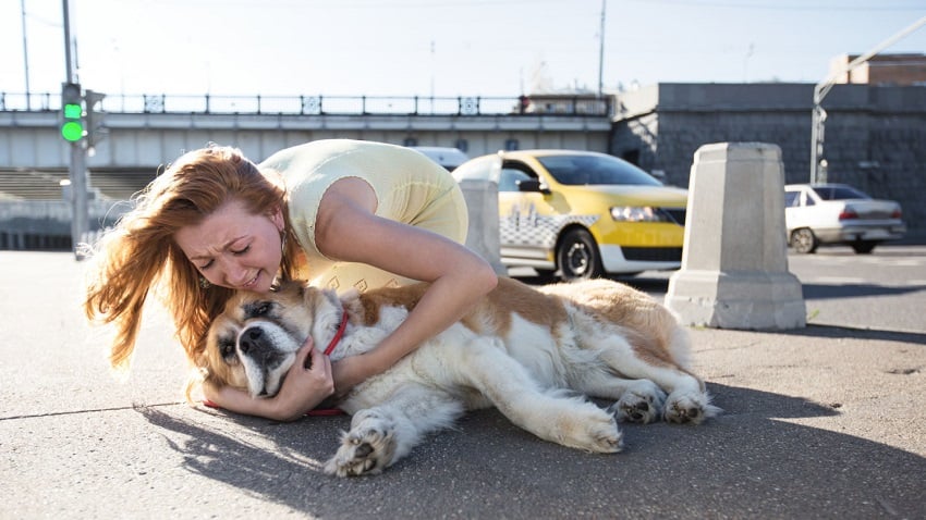 Köpekler Hakkında, Kediler Hakkında
