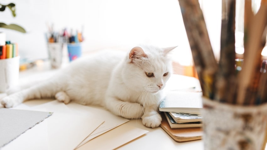 kedi evi
