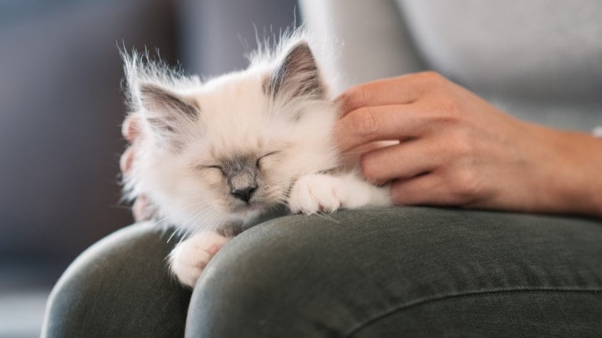 kedi uykusu