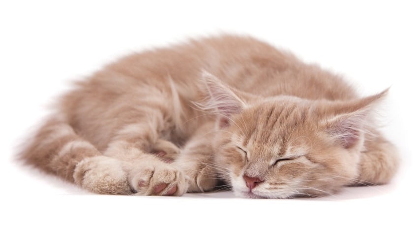 kedi uykusu