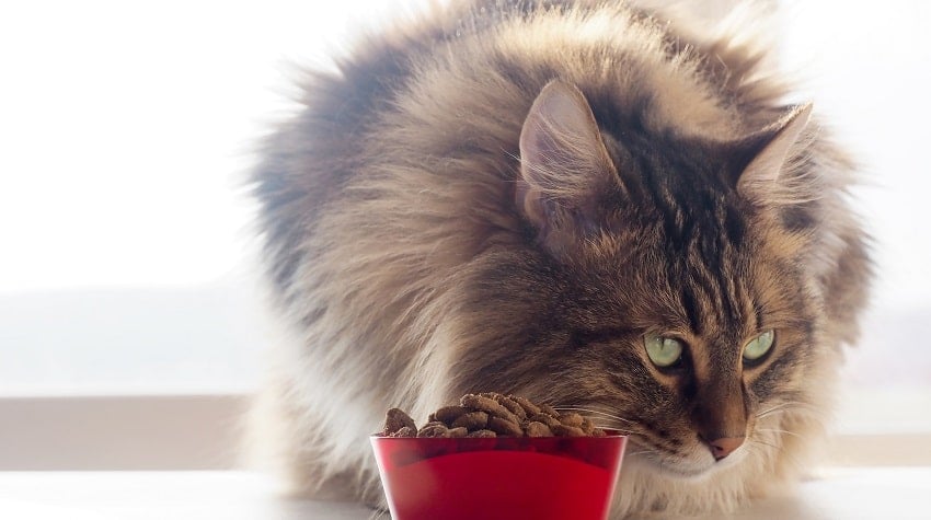 kedi hastalıkları