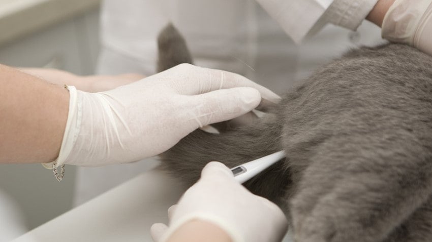 kedi hastalıkları