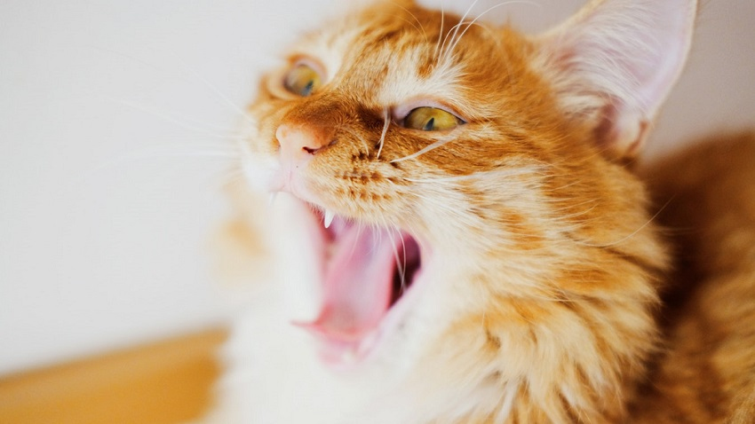 kedi davranış sorunları