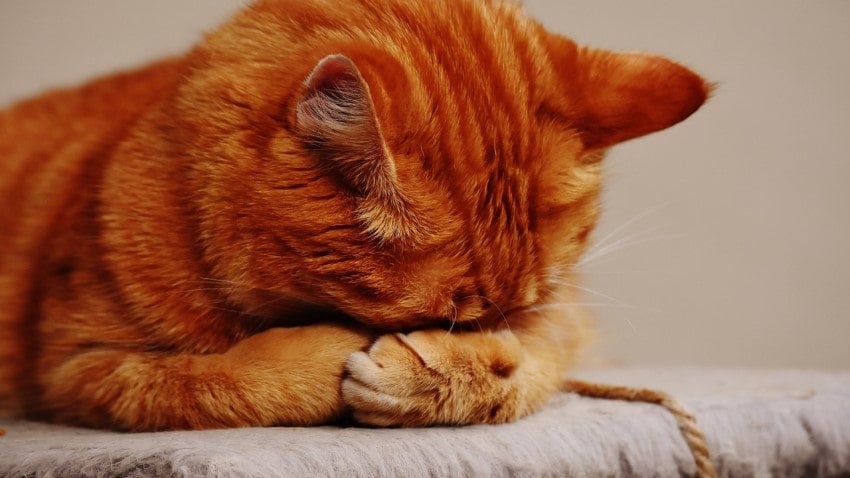 kedi dışkılama