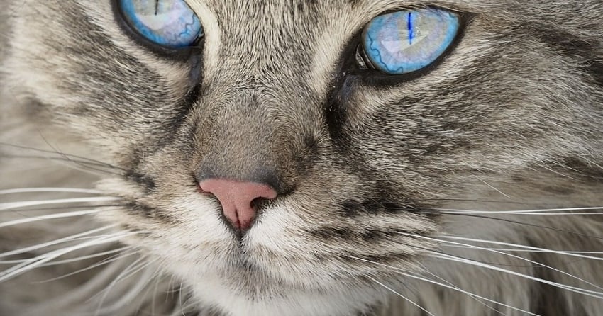 kedi göz iltihabı
