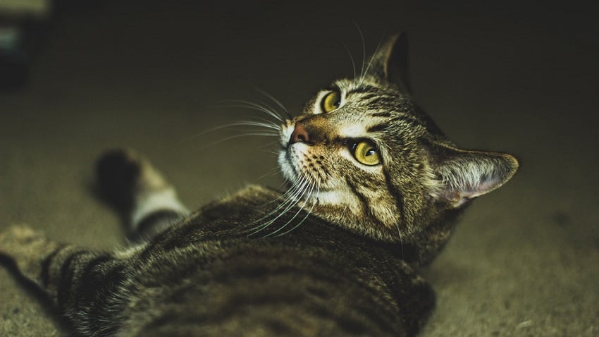 kedi karaciğer hastalığı