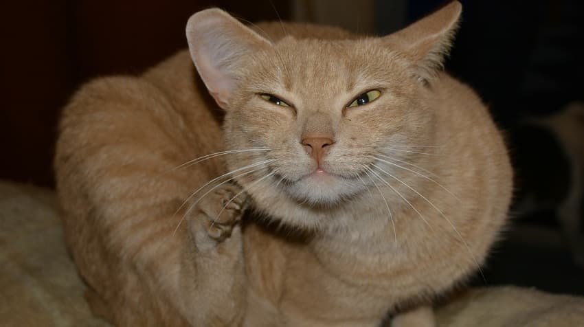 kedi piresi