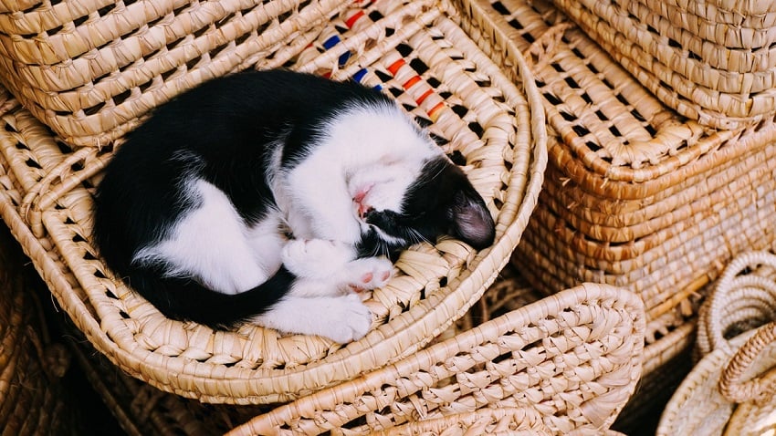 kedi uykusu