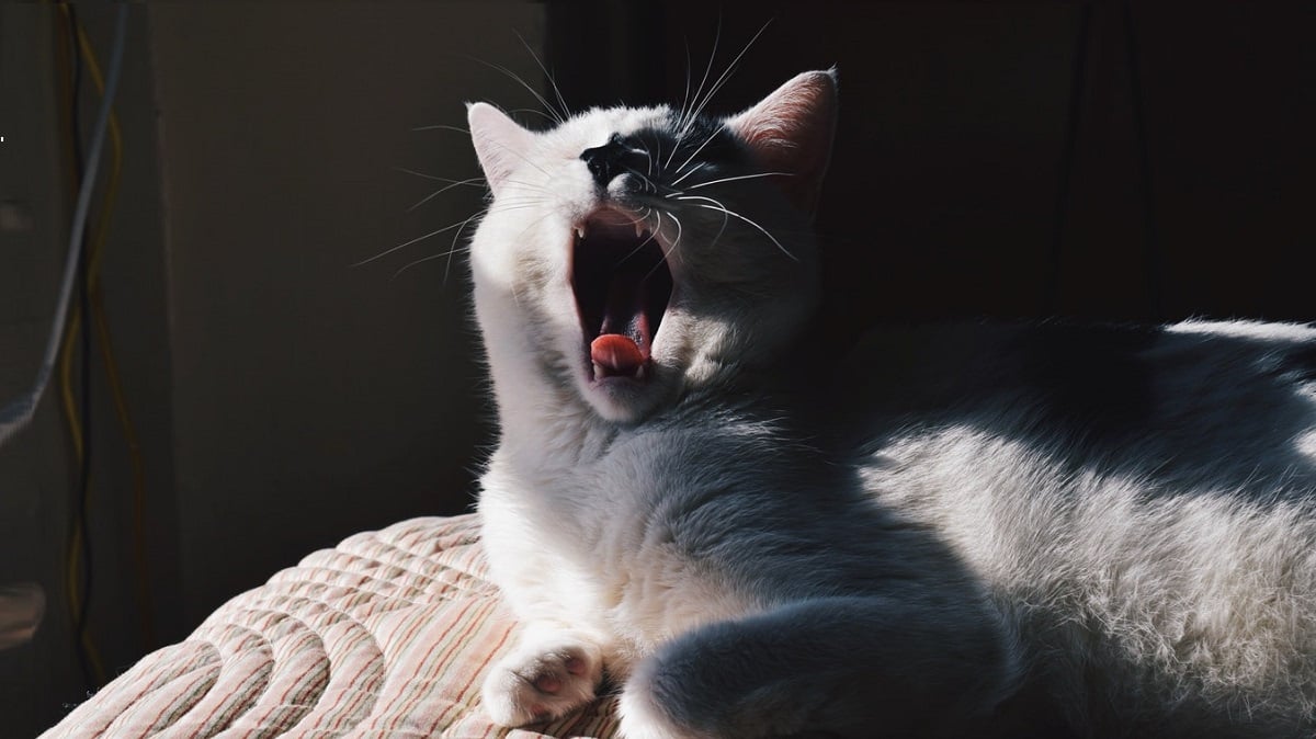 kedi bakımı