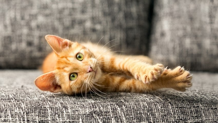 kedi cinsiyeti