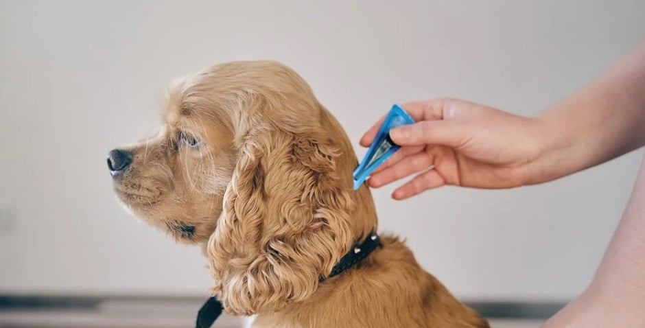 Köpek hakkında