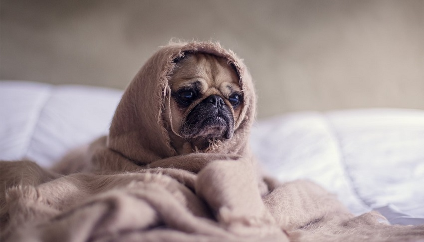 köpek montu