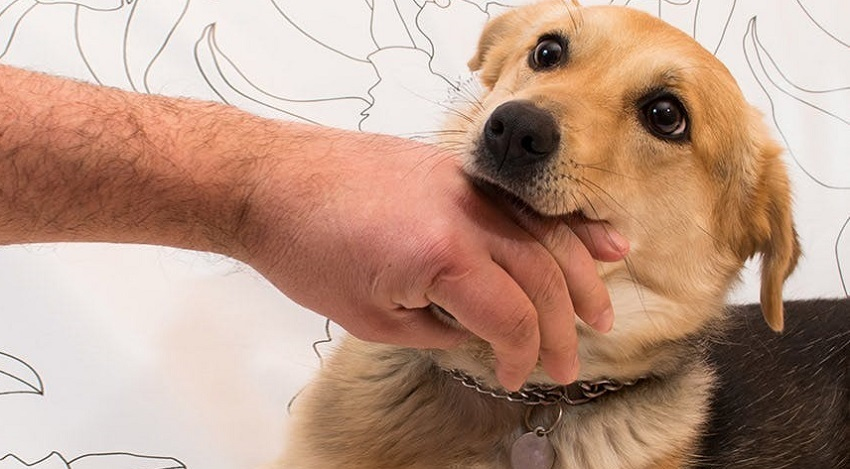 köpek ısırması