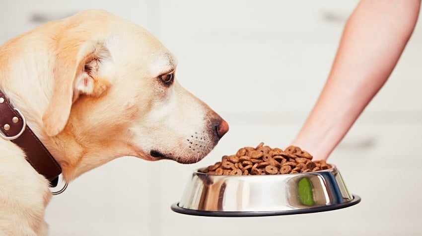 köpek iştah kaybı