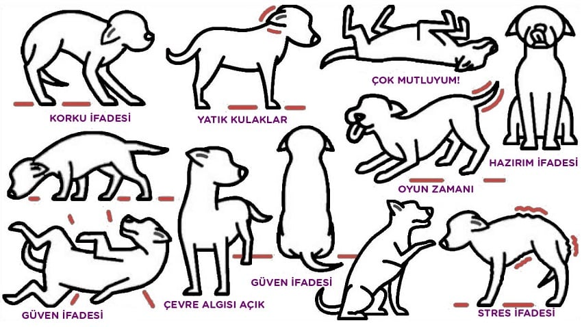 Köpekler Hakkında