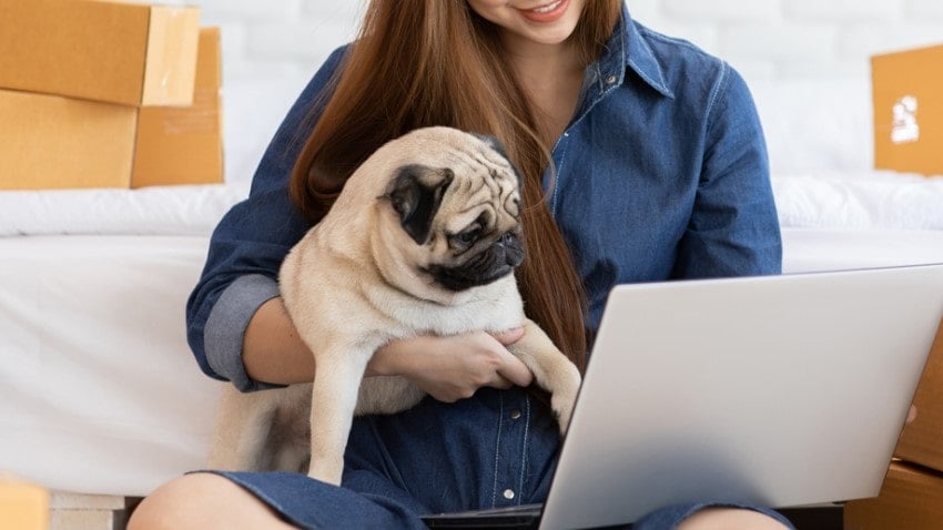 köpek alışverişi