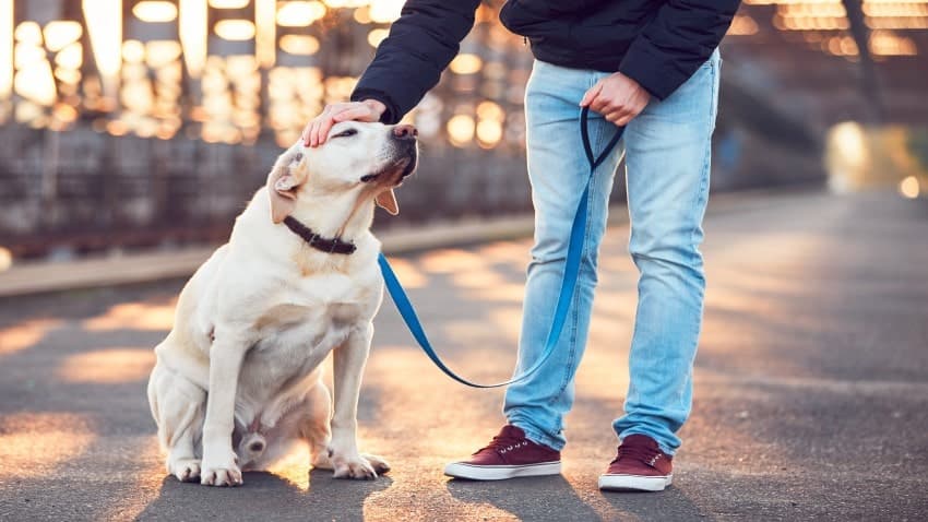 köpek eğitimi