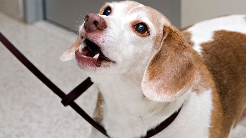 Köpekler Hakkında