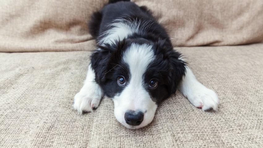 köpek isimleri