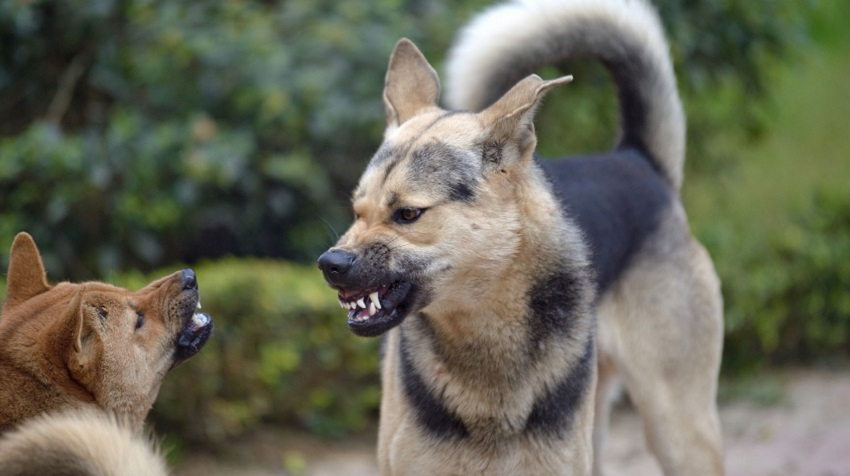 Köpekler Hakkında