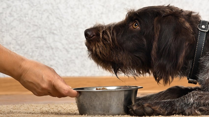köpek maması seçerken