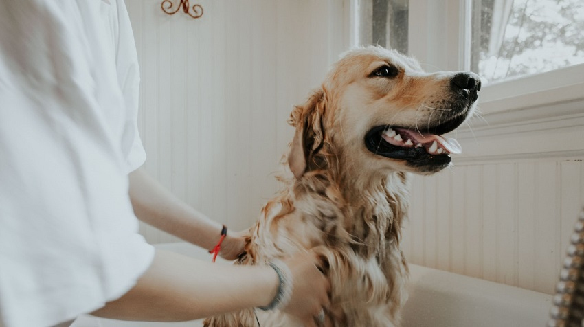 köpek nasıl yıkanır
