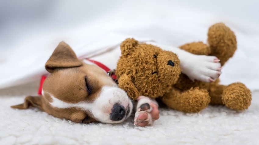 köpek oyuncakları