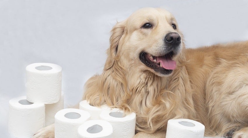 köpek çiş pedi