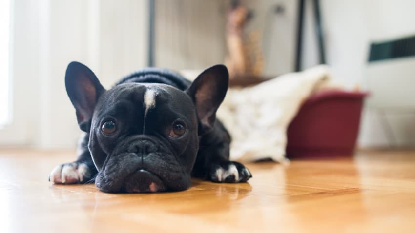 Köpekler Depresyona Girer Mi