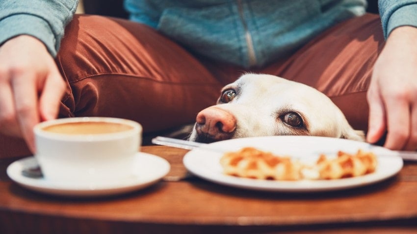 köpekler için zararlı yiyecekler