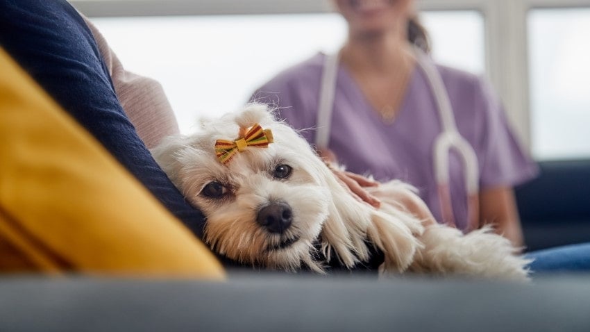 köpek regl dönemi