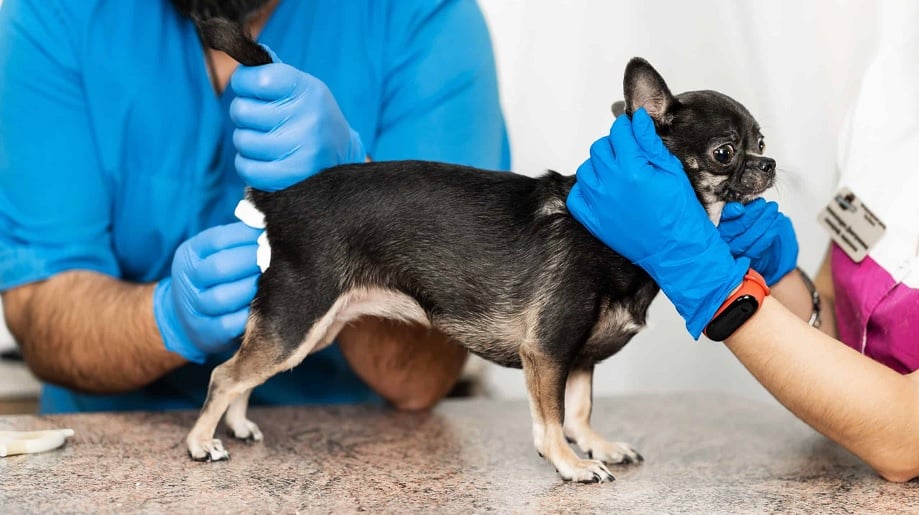 Köpek kokusu