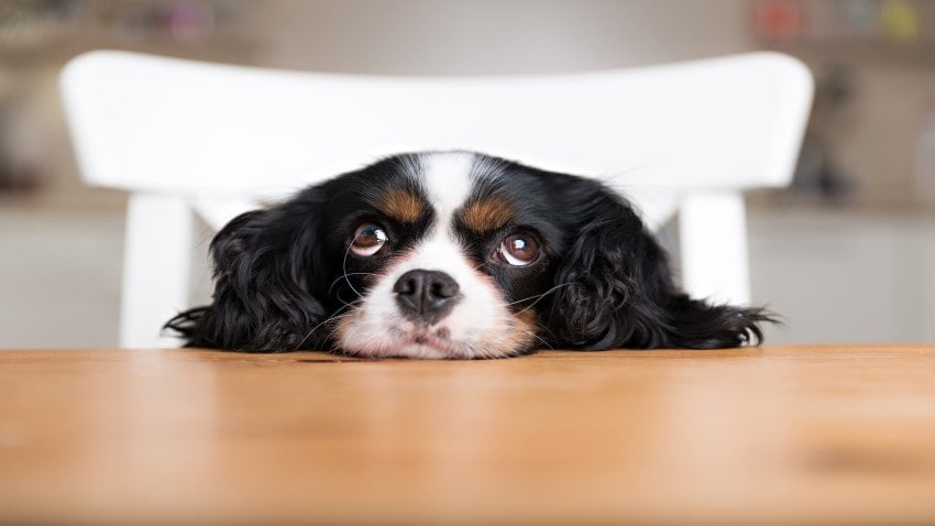 köpek beslenme hastalığı