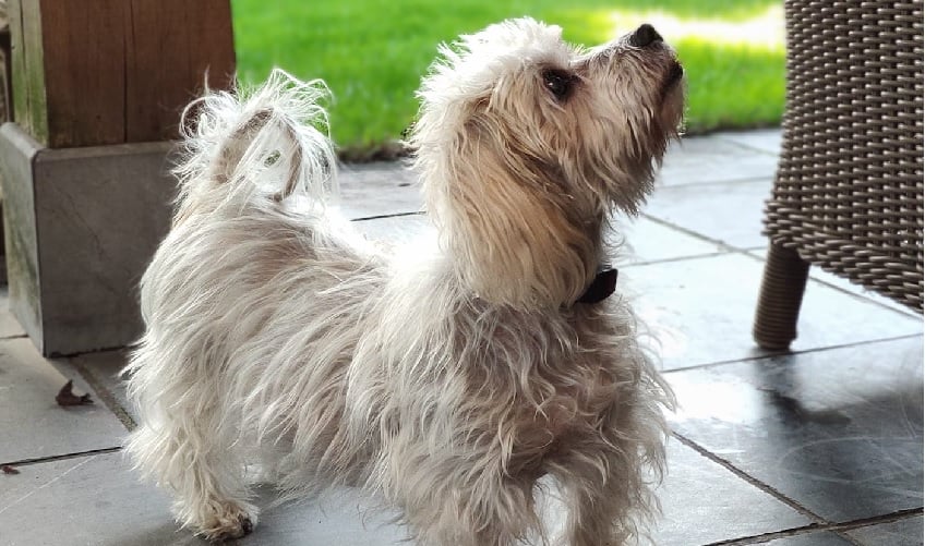 Köpek hastalıkları