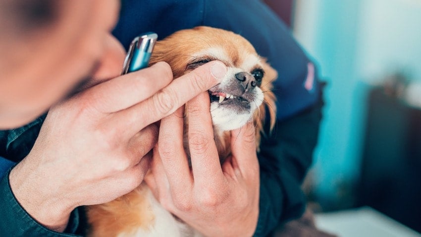 Köpeklerde Diş Dökülmesi