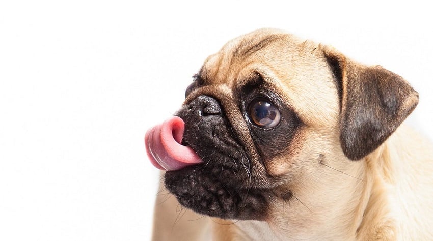 köpeklerde dışkı yeme